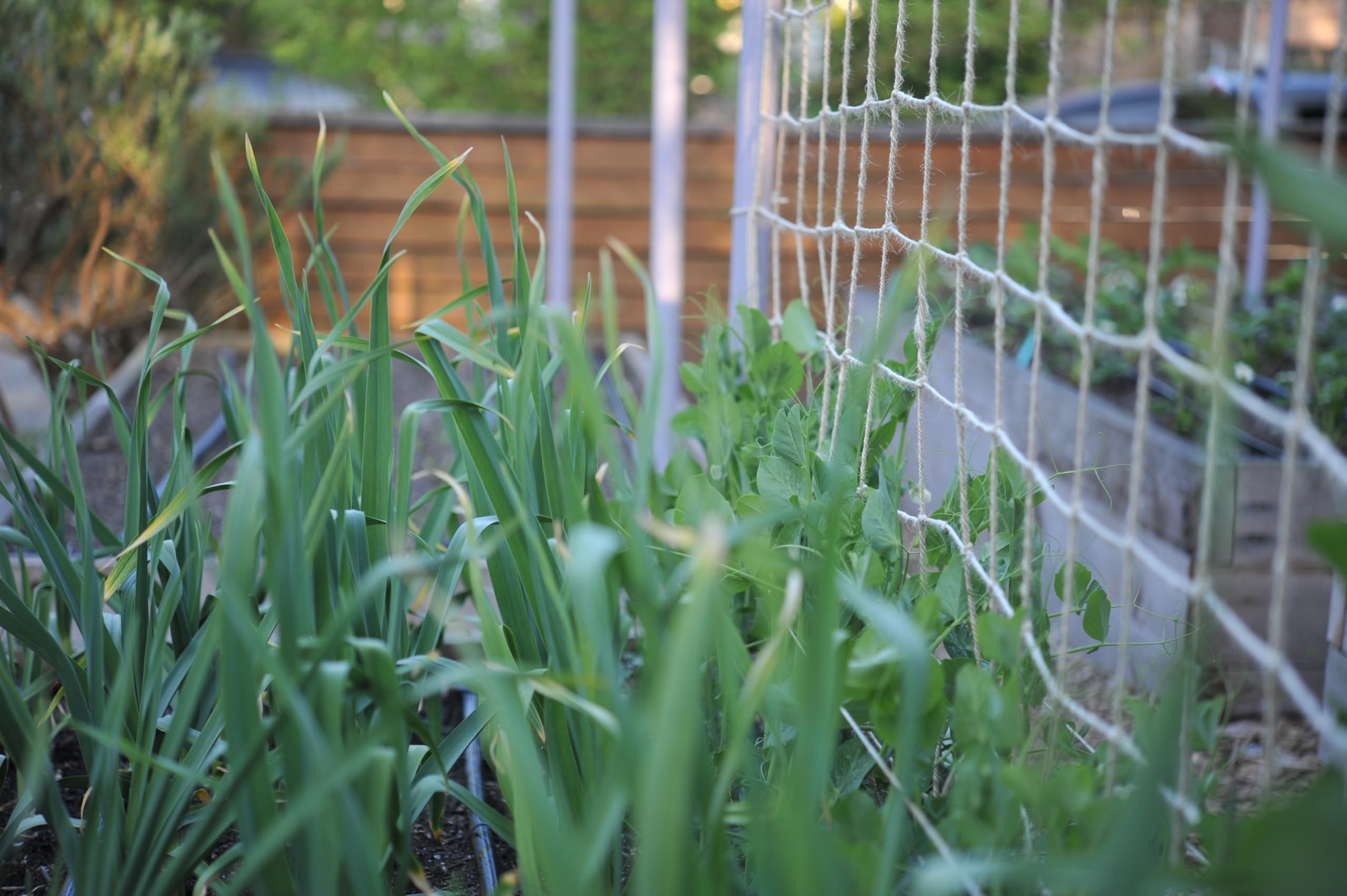 single